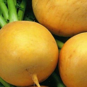 Репа Золотой шар Репа Золотой шар