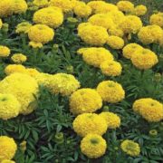 Бархатцы Купидон желтые