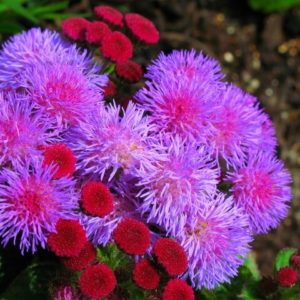 Агератум Хоустона