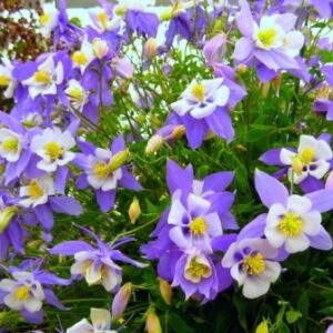 Аквилегия гибридная Голубая звезда.