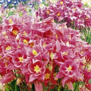 Аквилегия гибридная Розовая королева