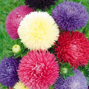 Астра Королевский размер.