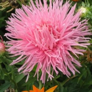 Астра Розамунде