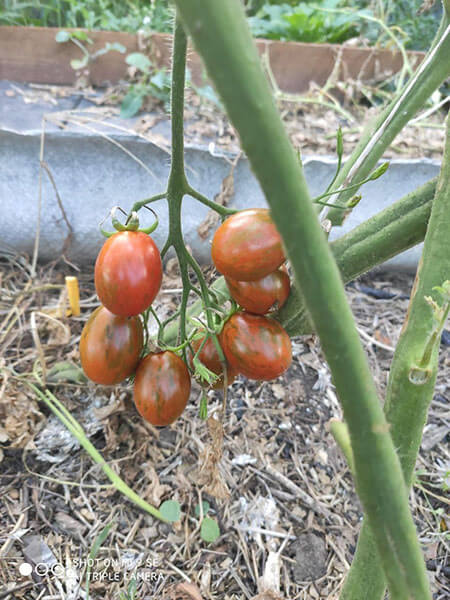Еще томат Полосатый шоколад