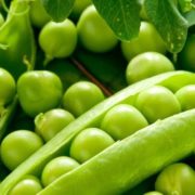 Горох Кельведонское Чудо Satimex Германия