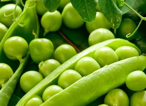 Горох Кельведонское Чудо Satimex Германия