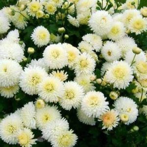 Хризантема бордюрная Снежный шар