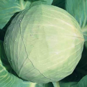 Капуста поздняя Ярославна