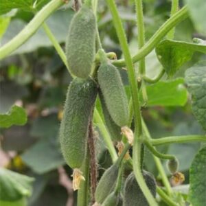 Огурец Алекс F1 Bejo Zaden