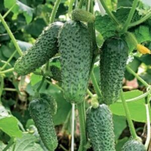Огурец Клавдия F1