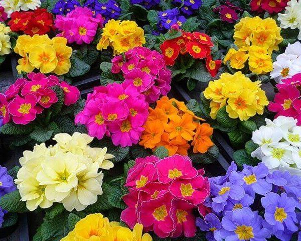 Примула Белиссимо