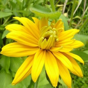 Рудбекия Золотистая