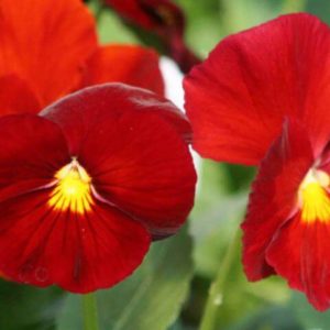 Виола Витрокка Скарлет