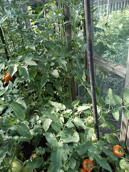 Высота томата Батяня