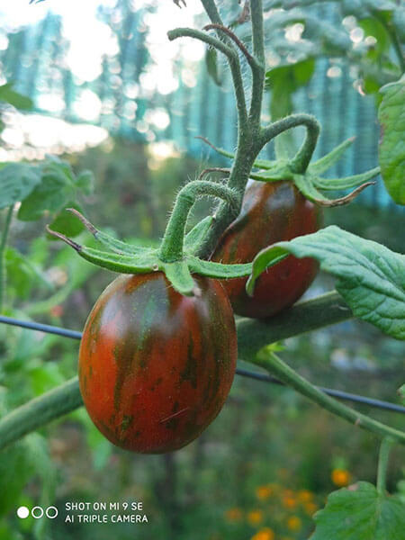 томат полосатый шоколад, лето 2020 г