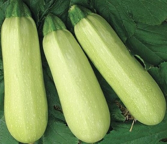 Кабачок Чаклун
