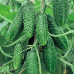 Огурец Фисташковая гроздь