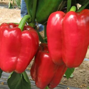Перец Боцман