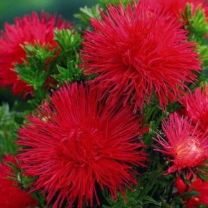 Астра Идеал Красная