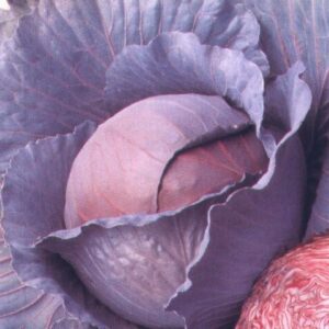 Капуста краснокочанная Лангесвит ред