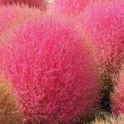 Кохия веничная осенняя Кохия веничная осенняя