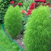 Кохия веничная