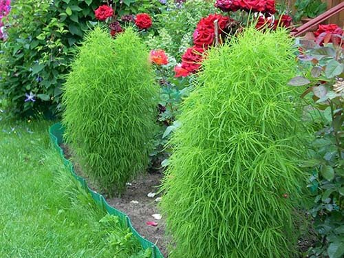 Кохия веничная Кохия веничная