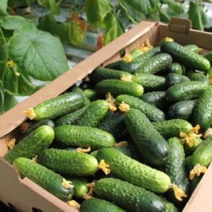Огурец Хлебосольный F1