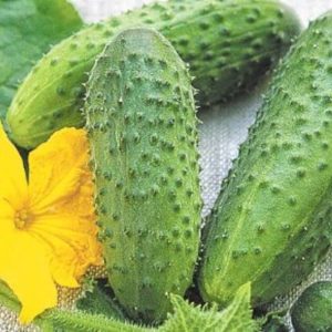 Огурец Не грусти, похрусти