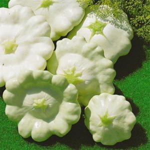 Патиссон белый Hortus Италия