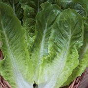 Салат Ромен Бионде Монтаре