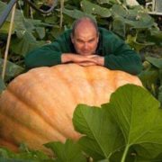 Тыква Атлантический гигант "Hortus" Италия