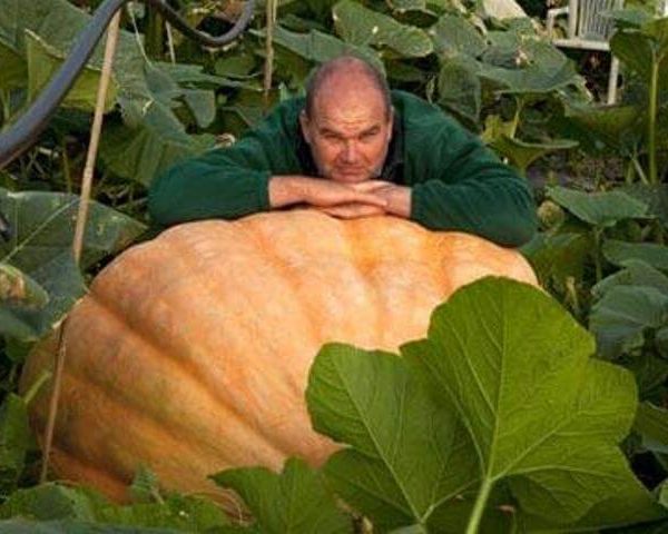 Тыква Атлантический гигант "Hortus" Италия