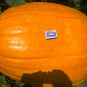 Тыква Биг Макс