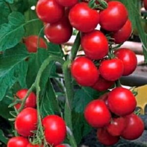 Томат Медовая капля (сорт)