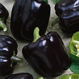 Перец Полночь мечты Перец Полночь мечты