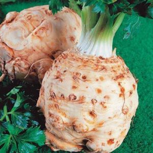 Сельдерей Алабастер