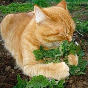 Кошачья мята