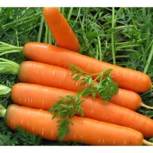 Морковь Сластена