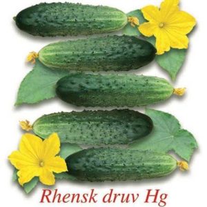 Огурец Немецкий стандарт