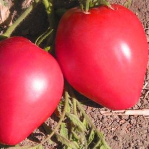 Томат Сердце Буффало