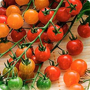 Томат Свит 100 Томат Свит 100