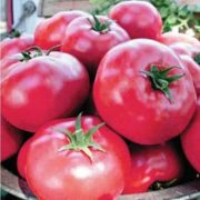 томат Малиновое родео