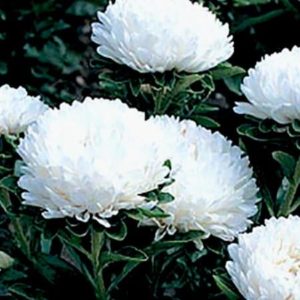 Астра Принцесса белая