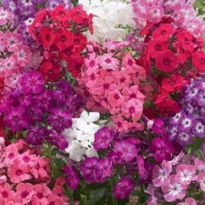 Флокс друмонда крупноцветковый