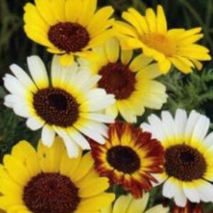 Хризантема посевная, смесь