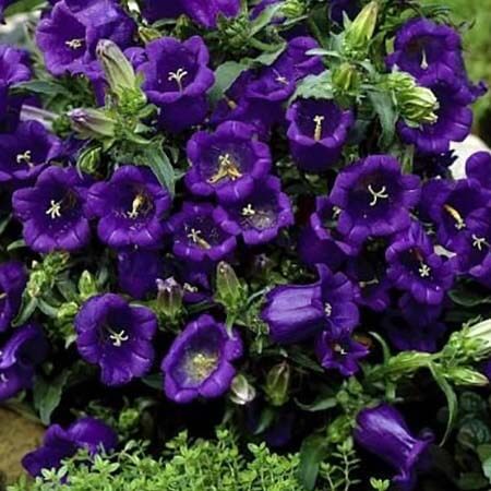 Колокольчик насыщенно-синий