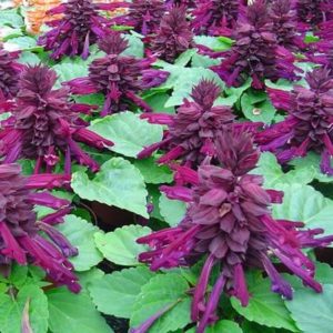 Сальвия блестящая Пурпурно-фиолетовая