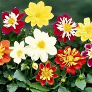 Георгина Денди