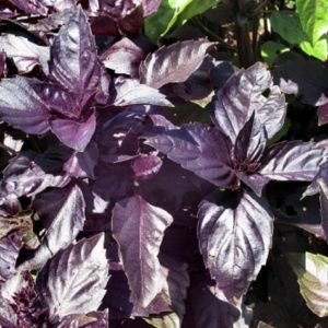 Базилик Ред Рубин